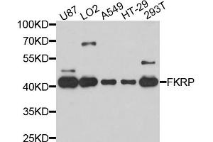 Western blot analysis of extracts of various cell lines, using FKRP antibody (ABIN4903681) at 1:1000 dilution. (FKRP anticorps)
