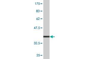Western Blot detection against Immunogen (36.
