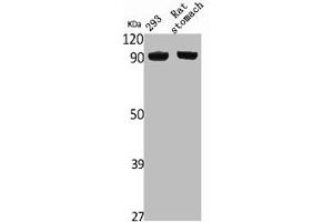 Western Blot analysis of rat stomach 293 cells using NVL Polyclonal Antibody (NVL anticorps  (Internal Region))