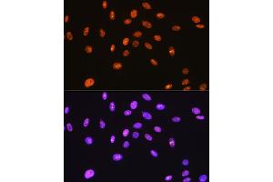 Immunofluorescence analysis of C6 cells using SFPQ Rabbit mAb (ABIN7270547) at dilution of 1:100 (40x lens). (SFPQ anticorps)