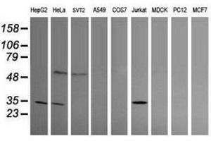 Image no. 1 for anti-Proline Synthetase Co-Transcribed (PROSC) antibody (ABIN1500439)