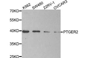 Western blot analysis of extracts of various cell lines, using PTGER2 antibody. (PTGER2 anticorps)