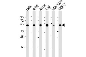 All lanes : Anti-RPL4 Antibody (N-Term) at 1:2000 dilution Lane 1: Hela whole cell lysate Lane 2: K562 whole cell lysate Lane 3: Jurkat whole cell lysate Lane 4: Raji whole cell lysate Lane 5: NCI- whole cell lysate Lane 6: MCF-7 whole cell lysate Lysates/proteins at 20 μg per lane. (RPL4 anticorps  (AA 119-149))