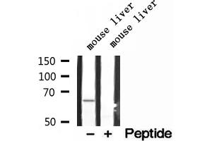 Western blot analysis of extracts of mouse liver tissue, using LARP7 antibody. (LARP7 anticorps  (C-Term))