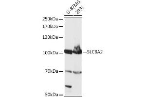 Western blot analysis of extracts of various cell lines, using SLC8 antibody (ABIN7270484) at 1:1000 dilution. (SLC8A2 anticorps  (AA 360-450))