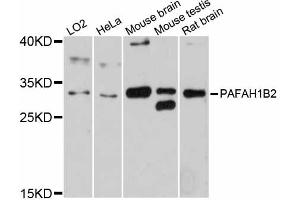 Western blot analysis of extracts of various cell lines, using PAFAH1B2 antibody (ABIN6292745) at 1:3000 dilution. (PAFAH1B2 anticorps)