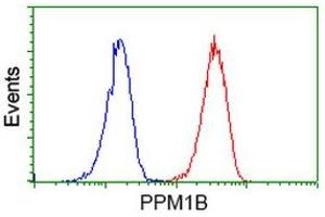 Image no. 5 for anti-Protein Phosphatase, Mg2+/Mn2+ Dependent, 1B (PPM1B) antibody (ABIN1500376)