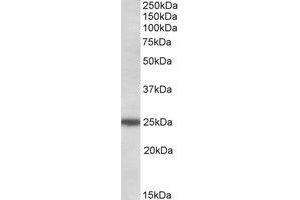 Western Blotting (WB) image for anti-rho GDP Dissociation Inhibitor (GDI) gamma (ARHGDIG) (AA 43-54) antibody (ABIN1492326) (ARHGDIG anticorps  (AA 43-54))
