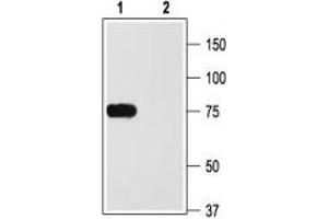 Western blot analysis of rat brain membranes: - 1.