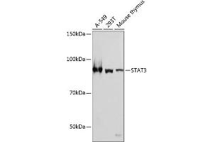 Western blot analysis of extracts of various cell lines, using ST antibody (ABIN7270305) at 1:1000 dilution. (STAT3 anticorps)
