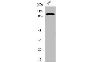 Western Blot analysis of 293 cells using E-cadherin Polyclonal Antibody