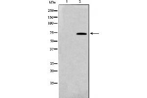 Western blot analysis on HT29 cell lysate using TAF5L Antibody,The lane on the left is treated with the antigen-specific peptide. (TAF5L anticorps  (Internal Region))