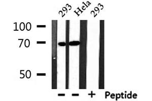 Western blot analysis of extracts from 293 and Hela, using NXF1 Antibody. (NXF1 anticorps  (N-Term))