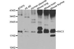 Western blot analysis of extracts of various cell lines, using RAC3 antibody (ABIN5975576) at 1/1000 dilution. (RAC3 anticorps)