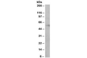 Western blot testing of human ovay lysate with IRF6 antibody at 0. (IRF6 anticorps)