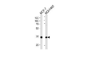 Western blot analysis of lysates from MCF-7, NCI- cell line (from left to right), using TAZ Antibody (N-term) (ABIN652751 and ABIN2842495).