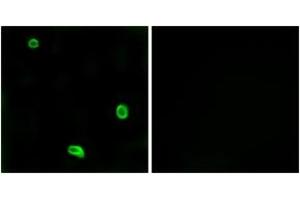 Immunofluorescence (IF) image for anti-Coagulation Factor II (Thrombin) Receptor-Like 3 (F2RL3) (AA 29-78) antibody (ABIN2891147) (F2RL3 anticorps  (AA 29-78))