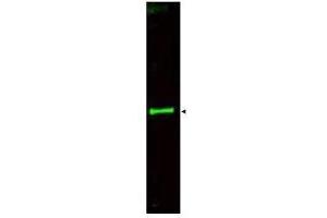 Western blot using  Affinity Purified anti-SLIT-3 antibody shows detection of a predominant band at ~145 kDa corresponding to SLIT-3 (arrowhead) in a bovine thyroid whole cell lysate using the 800 nm channel (green). (SLIT3 anticorps  (AA 1164-1177))