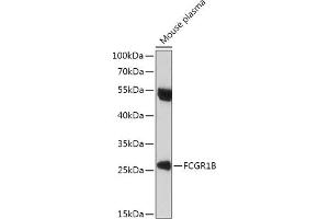 Western blot analysis of extracts of Mouse plasma, using FCGR1B antibody (ABIN7267161) at 1:1000 dilution. (FCGR1B anticorps)