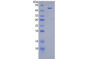 SDS-PAGE analysis of Mouse IFNgR1 Protein. (IFNGR1 Protéine)