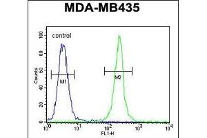 TRHDE Antibody (C-term) (ABIN651822 and ABIN2840414) flow cytometric analysis of MDA-M cells (right histogram) compared to a negative control cell (left histogram).
