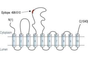 Representative domain view of the target of ABIN7042954.