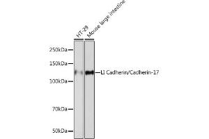 Western blot analysis of extracts of various cell lines, using LI Cadherin/Cadherin-17 Rabbit mAb (ABIN7268249) at 1:1000 dilution. (LI Cadherin anticorps)
