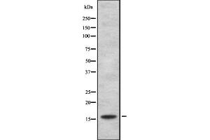 Western blot analysis of HSPB3 expression in HEK293 cells ,The lane on the left is treated with the antigen-specific peptide. (HSPB3 anticorps  (Internal Region))