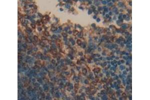 IHC-P analysis of Mouse Tissue, with DAB staining. (PTGS2 anticorps  (AA 240-351))