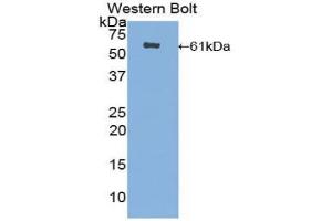 Western blot analysis of the recombinant protein. (CUZD1 anticorps  (AA 218-479))