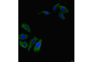 Immunofluorescent analysis of Hela cells using ABIN7167534 at dilution of 1:100 and Alexa Fluor 488-congugated AffiniPure Goat Anti-Rabbit IgG(H+L)