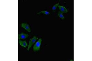 Immunofluorescent analysis of Hela cells using ABIN7167534 at dilution of 1:100 and Alexa Fluor 488-congugated AffiniPure Goat Anti-Rabbit IgG(H+L) (RBPJ anticorps  (AA 243-485))