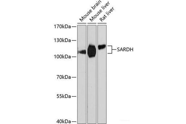 SARDH 抗体
