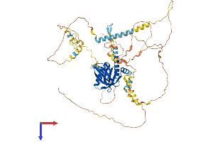 AlphaFold protein structure predicition of Human Recombinant NUMBL Protein, UniprotID Q9Y6R0