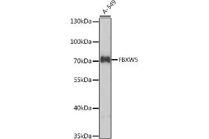 Western blot analysis of extracts of A-549 cells, using FBXW5 antibody (ABIN6132137, ABIN6140533, ABIN6140534 and ABIN6224988) at 1:1000 dilution. (FBXW5 anticorps  (AA 184-566))