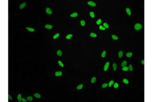 Immunofluorescence staining of Hela cells with ABIN7127290 at 1:56,counter-stained with DAPI. (Recombinant Histone H3.1 anticorps  (H3K9me2))