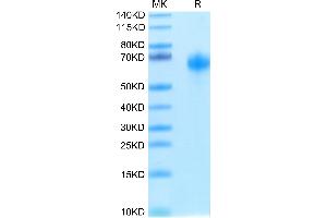 Biotinylated Human IL-1R3 on Tris-Bis PAGE under reduced condition.