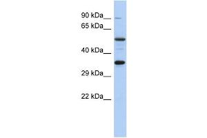 WB Suggested Anti-CREB1 Antibody Titration:  0. (CREB1 anticorps  (Middle Region))