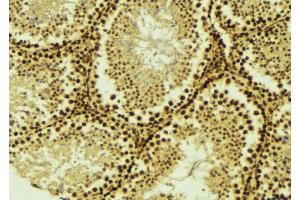 ABIN6275529 at 1/100 staining Mouse testis tissue by IHC-P.