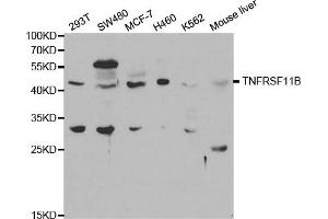 Western blot analysis of extracts of various cell lines, using TNFRSF11B antibody. (Osteoprotegerin anticorps)