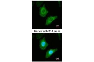 ICC/IF Image Immunofluorescence analysis of paraformaldehyde-fixed HeLa, using Fatty Acid Synthase, antibody at 1:200 dilution.