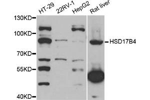 Western blot analysis of extracts of various cell lines, using HSD17B4 antibody (ABIN5973638) at 1/1000 dilution. (HSD17B4 anticorps)