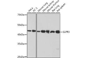 Western blot analysis of extracts of various cell lines, using S1PR3 Rabbit mAb (ABIN1679992, ABIN3015471, ABIN3015472 and ABIN7101435) at 1:1000 dilution. (S1PR3 anticorps)