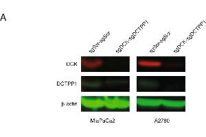 DCK and DCTPP1 simultaneous knockdown induced no synergistic effect in pancreatic and ovarian cancer cells to NUC-1031.