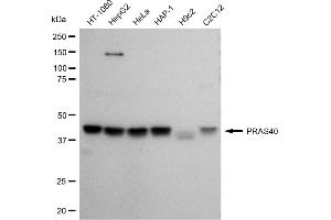 anti-AKT1 Substrate 1 (Proline-Rich) (AKT1S1) antibody
