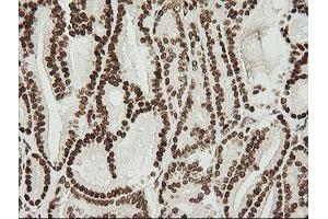 Image no. 6 for anti-Zinc Finger and SCAN Domain Containing 18 (ZSCAN18) antibody (ABIN1501857) (ZSCAN18 anticorps)