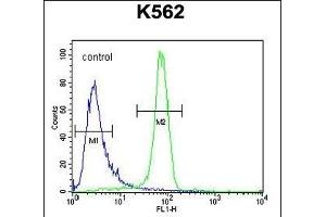 EGFR- Antibody (C-term) (ABIN651628 and ABIN2840334) flow cytometric analysis of K562 cells (right histogram) compared to a negative control cell (left histogram). (EGFR anticorps  (C-Term))
