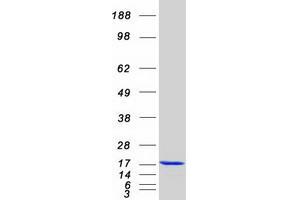 Validation with Western Blot