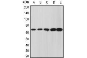 Western blot analysis of GRASP65 expression in A549 (A), U937 (B), mouse kidney (C), mouse heart (D), rat liver (E) whole cell lysates. (GORASP1 anticorps)