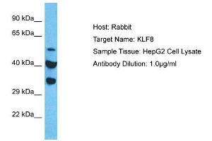 Host:  Rabbit  Target Name:  KLF8  Sample Type:  HepG2 Whole Cell lysates  Antibody Dilution:  1. (KLF8 anticorps  (Middle Region))
